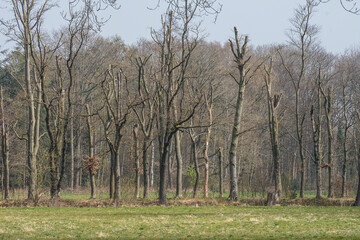 avenue of ill beeches suffering and dying from drought and nitrogen deposition in the kruisbergse bossen in early spring - obrazy, fototapety, plakaty