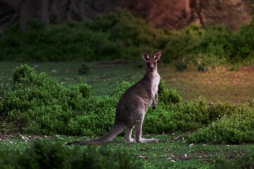 Naklejka na ściany i meble Kangaroo in green bush land