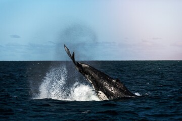Fototapeta premium Whale Tail Slapping