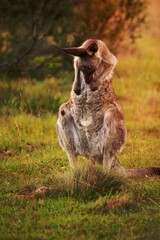 Kangaroo having a tummy scratch