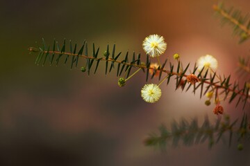 Australian native flower - golden wattle blossom