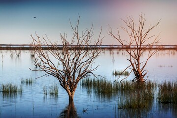 Trees and grasses swamped in outback lake oasis