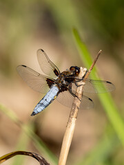 Close up of a dragonfly, The broad-bodied chaser, dragonfly at pond