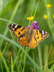butterfly on flower, Vanessa