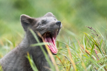 The bored arctic fox