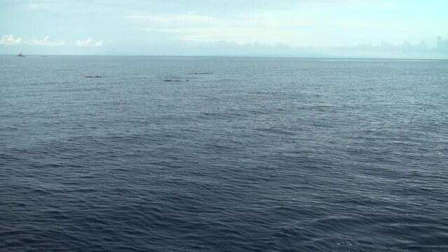 A pod of dolphins swimming in the open sea