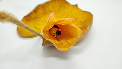 Hibiscus tiliaceus, commonly known as sea hibiscus or beach cottonwood is bright yellow on a white background