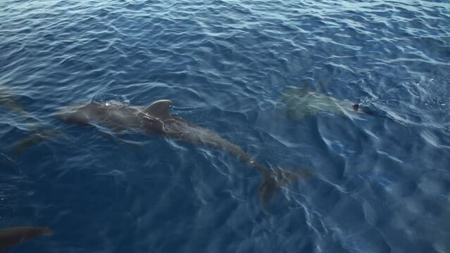 Two Dolphins swimming in crystal clear Wakatobi island waters
