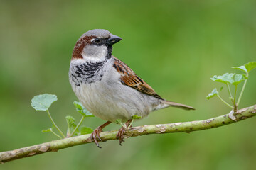 Male House Sparrow (Passer domesticus) close up on a branch with blurred green background