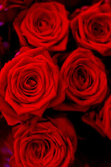 róża kwiatek czerwony miłość walentynki ślub zaproszenie kochać tło