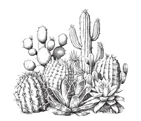 Cactus sketch hand drawn engraving style line art Vector illustration