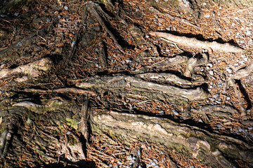 scared mouse hides under the stone.Patterns made by ants. Abstract background. Brown background on wood