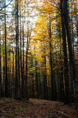 beautiful autumn beech forest. Carpathians in Ukraine. Dovbush rocks