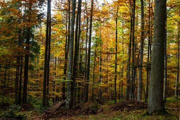 Fototapeta premium beautiful autumn beech forest. Carpathians in Ukraine. Dovbush rocks