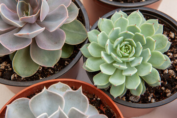 Succulent plants in pots, top view. Composition of colorful varieties of echeveria and sedum rosettes. Succulent background for post, screensaver, wallpaper, poster, banner, cover. High quality photo