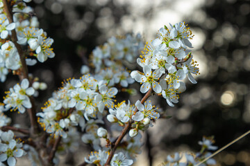 Prunus spinosa, called blackthorn or sloe, is a species of flowering plant in the rose family Rosaceae. Prunus spinosa, called blackthorn or sloe tree blooming in the springtime