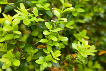 Green foliage boxwood plant as the natural backdrop. Buxus sempervirens bush for a poster, calendar, post, screensaver, wallpaper, card, banner, cover, website. High quality photo - obrazy, fototapety, plakaty