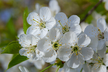 Prunus cerasus flowering tree flowers, group of beautiful white petals tart dwarf cherry flowers in bloom against blue sky in sunlight - obrazy, fototapety, plakaty