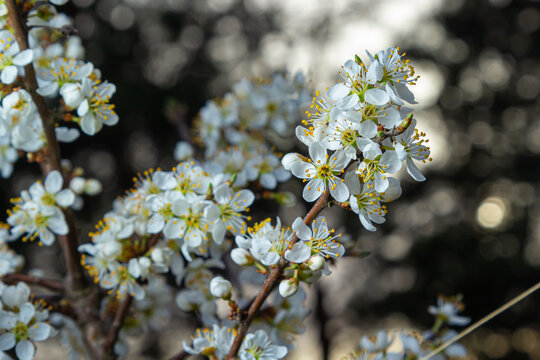 Prunus spinosa, called blackthorn or sloe, is a species of flowering plant in the rose family Rosaceae. Prunus spinosa, called blackthorn or sloe tree blooming in the springtime