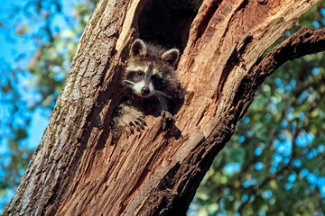 Ein junger Nordamerikanischer Waschb&auml;r ( Procyon lotor ).