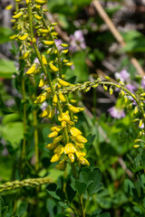 Lembotropis nigricans subsp. australis, Fabaceae. Wild plant shot in summer