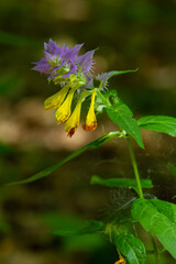 Wood Cow-wheat Melampyrum nemorosum flower on a blurred background