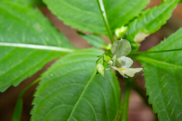 Small balsam or small-flowered touch-me-not Impatiens parviflora yellow flower close up