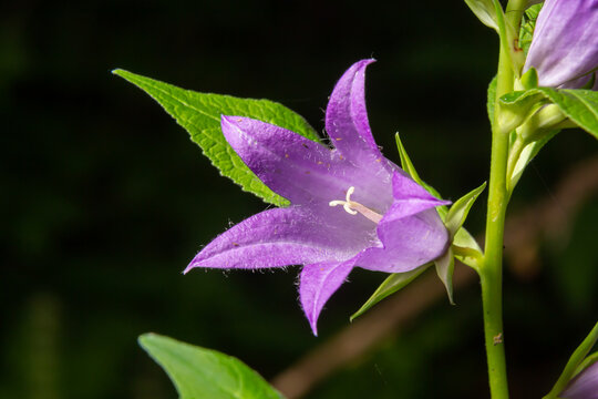 Close-up of flowering nettle-leaved bellflower on dark blurry natural background. Campanula trachelium. Beautiful detail of hairy violet bell shaped flowers on stem with green leaves.