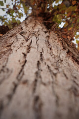 trunk of a tree