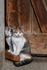 gatti gattino gatto cucciolo 