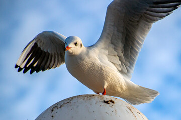 A beautiful seagull with large wings sits on a lamppost