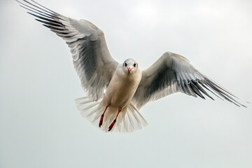 A beautiful seagull with large wings froze in the cloudy sky in search of food.