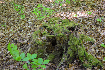Forest Nature Bosnia And Herzegovina 