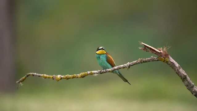 European bee eater in the Rhodope mountains. Bee eater on the meadow in Bulgaria. Feeding bee eater. European wildlife. 