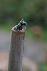 Augochloropsis is a genus of metallic, often blue-green, sweat bees in the family Halictidae