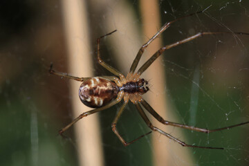 agelena labyrinthica spider macro photo