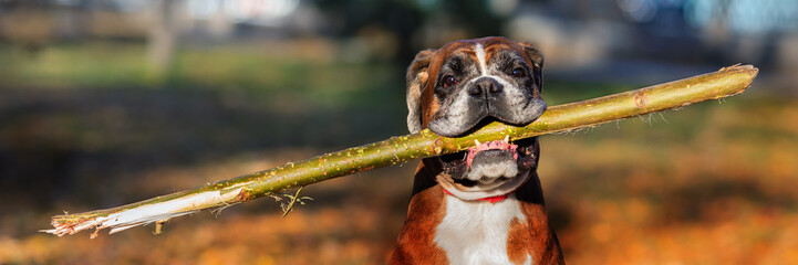 Portrait of a dog, boxer breed, with a stick in his teeth. Photo format 3x1.