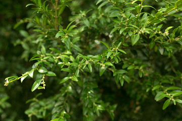 Fototapeta na wymiar Buxus Colchica Leaves Close Up Background.