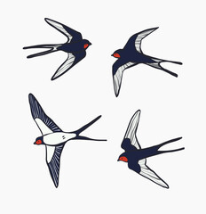 Swallow bird vector illustartions set.