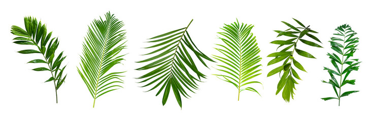 Fototapeta premium Palm leaves Green nature Tropical forest isolated on transparent background - png 