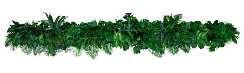 Plant leaves Green nature Tropical forest isolated on transparent background - png	