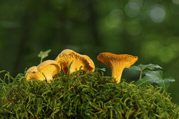 Giroles