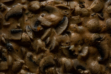 close up of an octopus on a rock