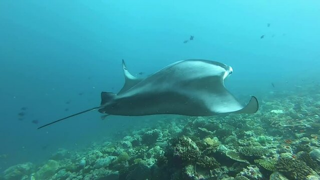 Reef manta ray at the cleaning station. Marine life of the Indian Ocean.
