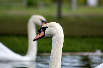 A pair of white swans on a pond. Graceful birds in the wild.