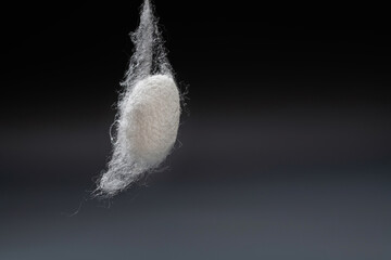 Silkworm cocoon on black background