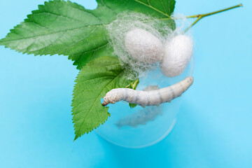 Silkworm make cocoon in plastic container