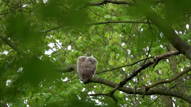 Small tawny owls on the tree. Browns owl in the spring forest. European wildlife. 