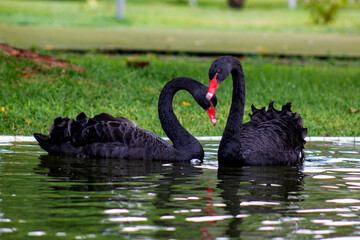 White and black swans in the wild. Bird watching.