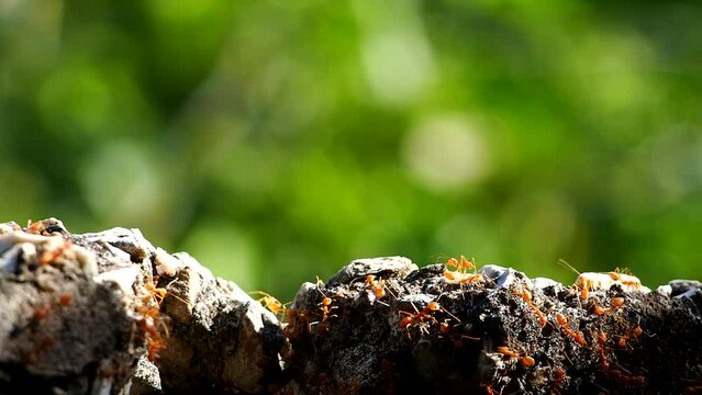 Ants are climbing on the wall, out door Chiangmai Thailand.